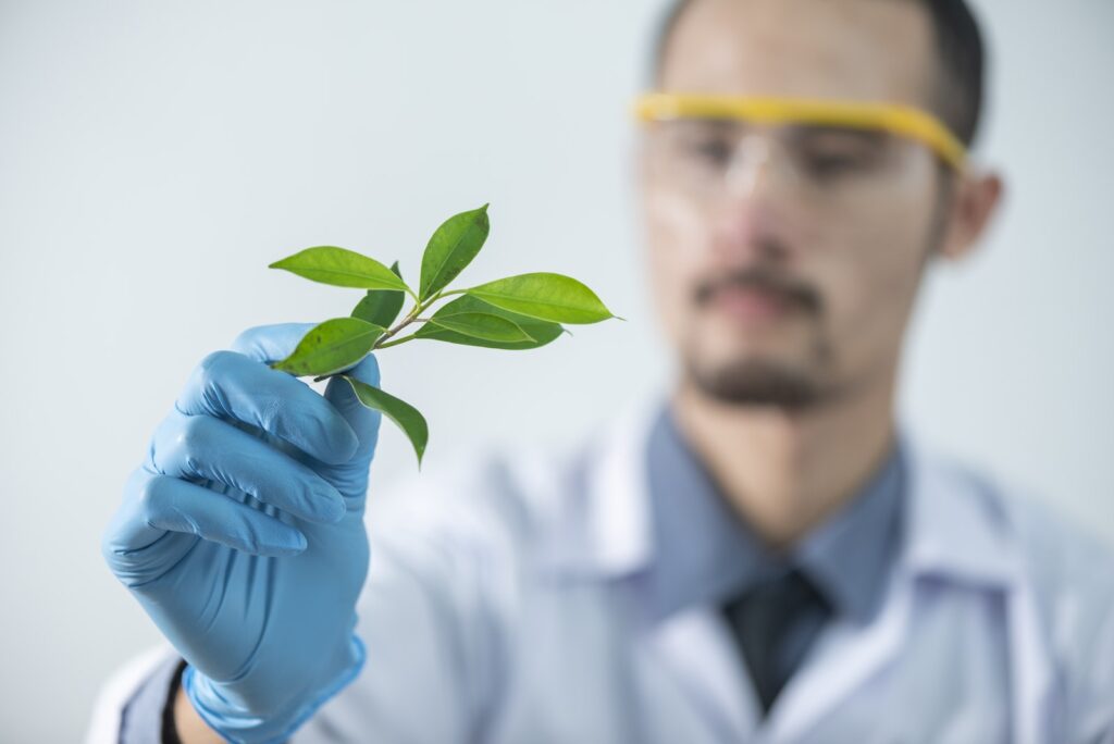 Person Holding Green-leafed Plant